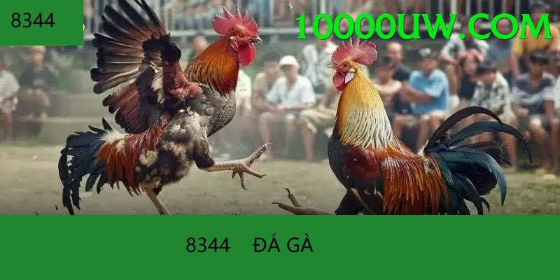 Trường Đấu Đá Gà Chuyên Nghiệp