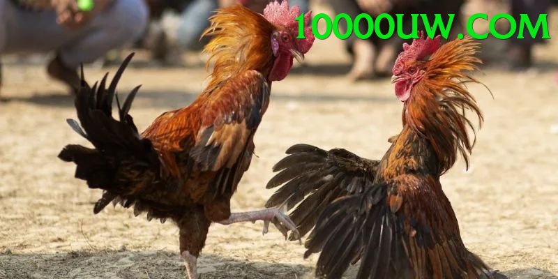 Cách Đọc Kèo Đá Gà